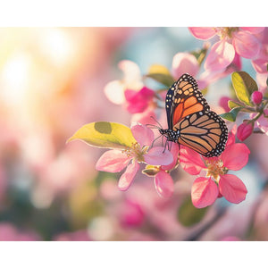 Schmetterling auf Kirschblüte