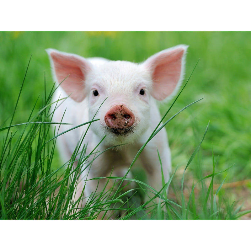 Schwein im Gras - Myth Of Asia Deutschland