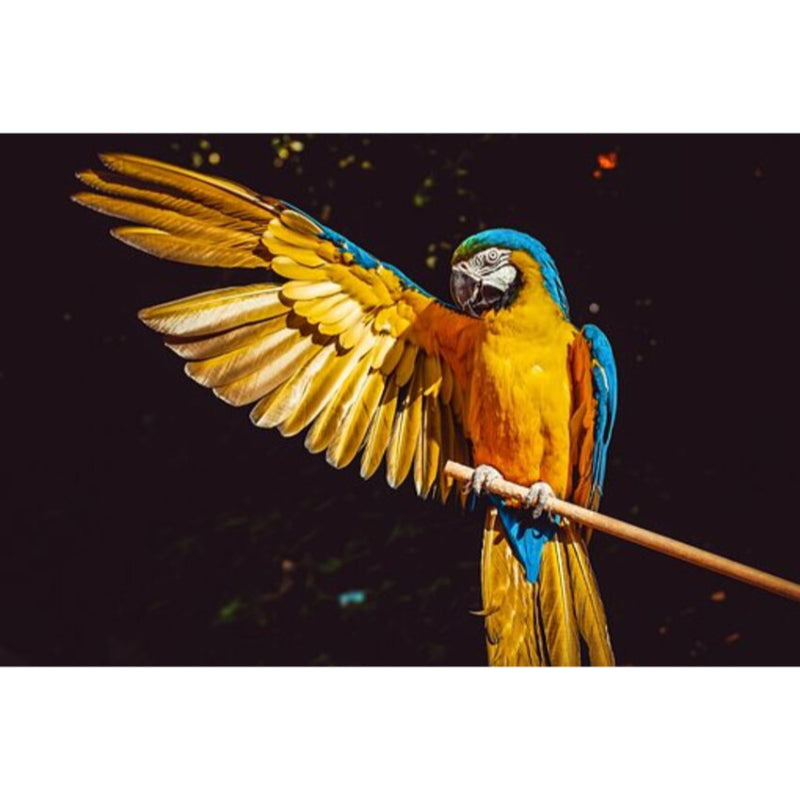 Farbenfroher Papagei - Myth Of Asia Deutschland