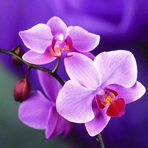 Orchidee - Myth Of Asia Deutschland