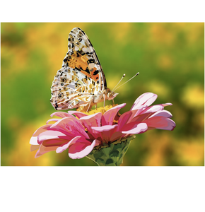 Schmetterling | Exklusivität - Myth Of Asia 