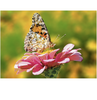 Schmetterling | Exklusivität - Myth Of Asia 