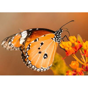 Schmetterling - Myth Of Asia 
