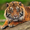 Tiger - Myth Of Asia 