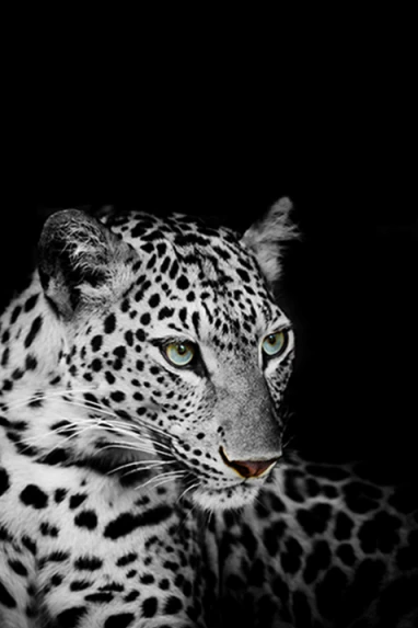 Leopard | Diamond Painting - Myth Of Asia Deutschland