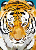 Tiger | Exklusivität - Myth Of Asia 