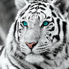 Weißer Tiger - Myth Of Asia Deutschland