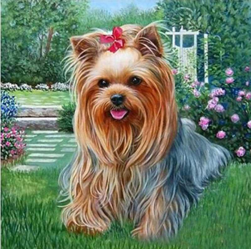 Yorkshire Terrier - Myth Of Asia 