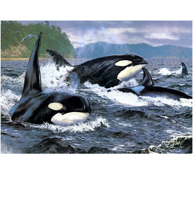 Orca - Myth Of Asia 