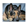 Deutscher Schäferhund - Myth Of Asia 