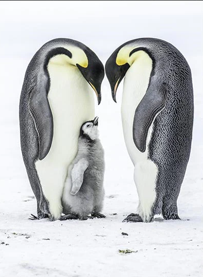 Pinguin Mit Jungen - Myth Of Asia Deutschland