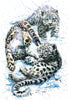 Schneeleoparden - Myth Of Asia 