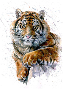 Tiger - Myth Of Asia 