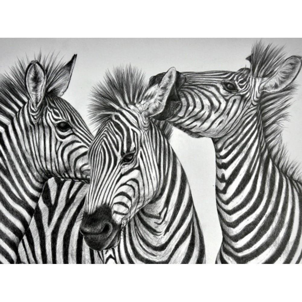 Zebra - Myth Of Asia 