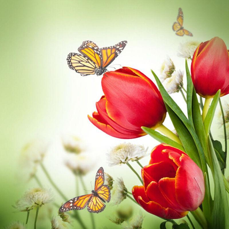 Tulpe - Schmetterling - Myth Of Asia Deutschland