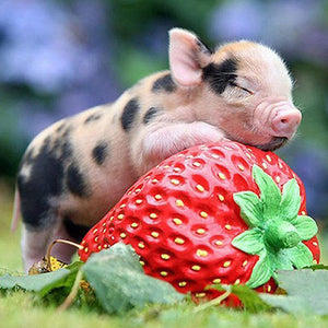 Schwein - Erdbeere - Myth Of Asia 