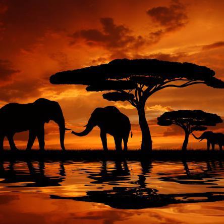 Elefant - Sonnenuntergang - Myth Of Asia 