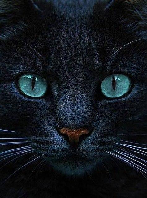 Schwarze Katze - Myth Of Asia 