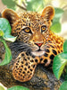Leopardenjunge - Myth Of Asia Deutschland